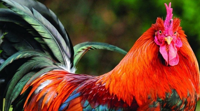 В России фанат бросил петуха в тренера команды